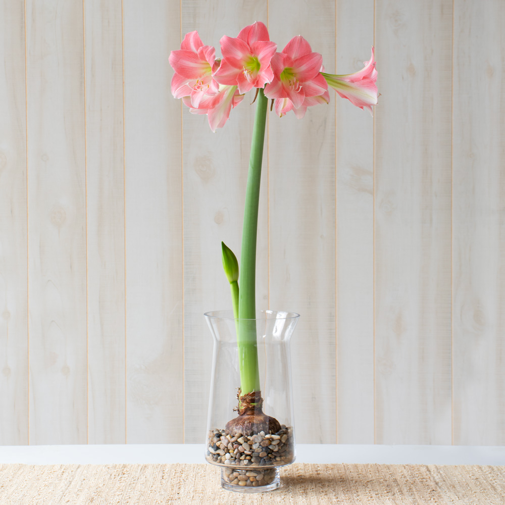 Amaryllis 'Rebecca'