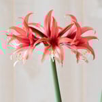 Cybister & Small-Flowering Amaryllis