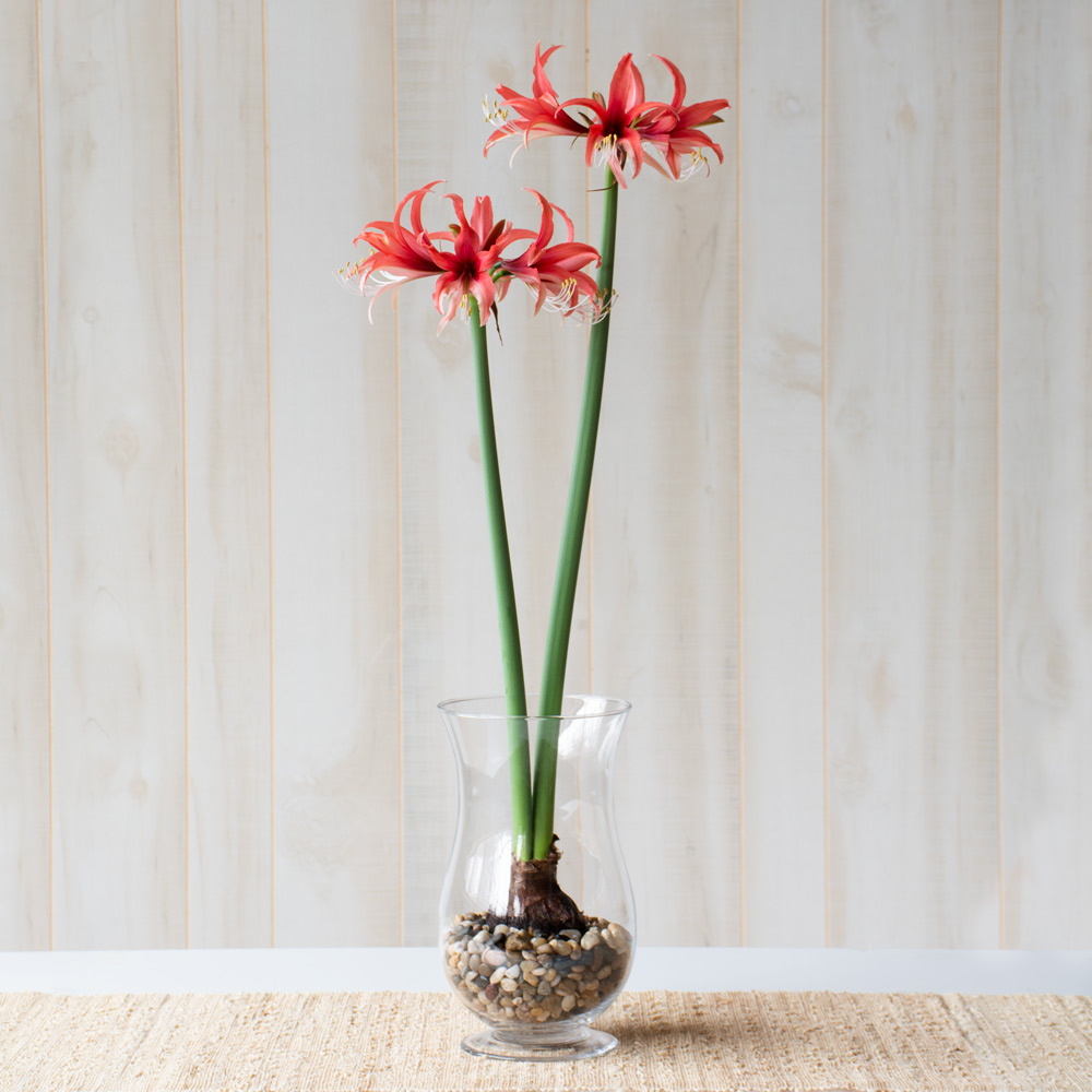 Amaryllis 'Rose'