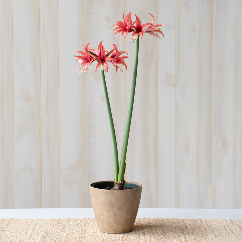 Amaryllis 'Rose'