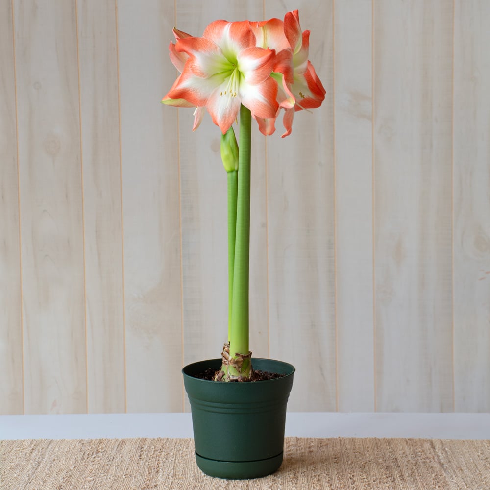 Amaryllis 'Shine Dream'