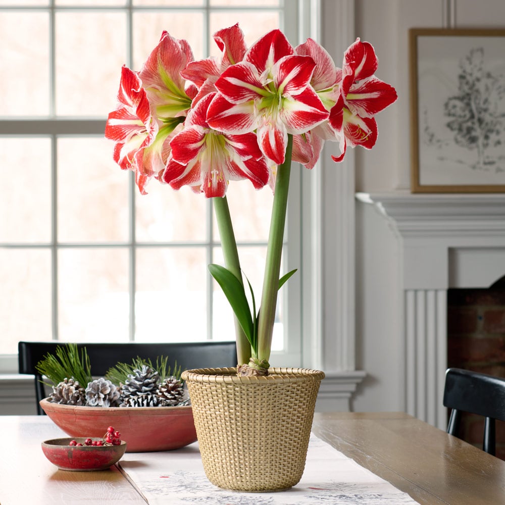 Amaryllis 'Spartacus'