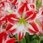  Amaryllis 'Spartacus'