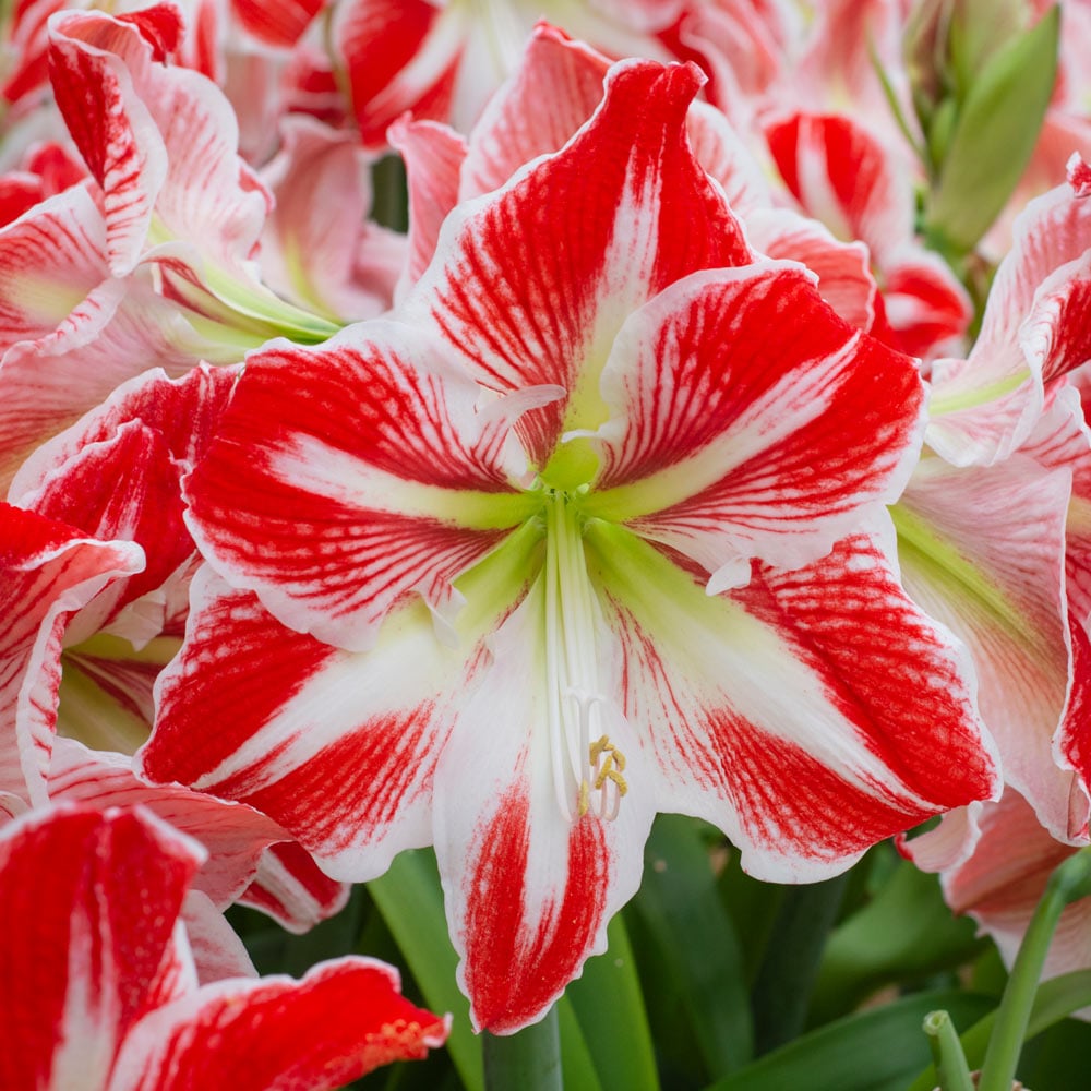 Amaryllis 'Spartacus'