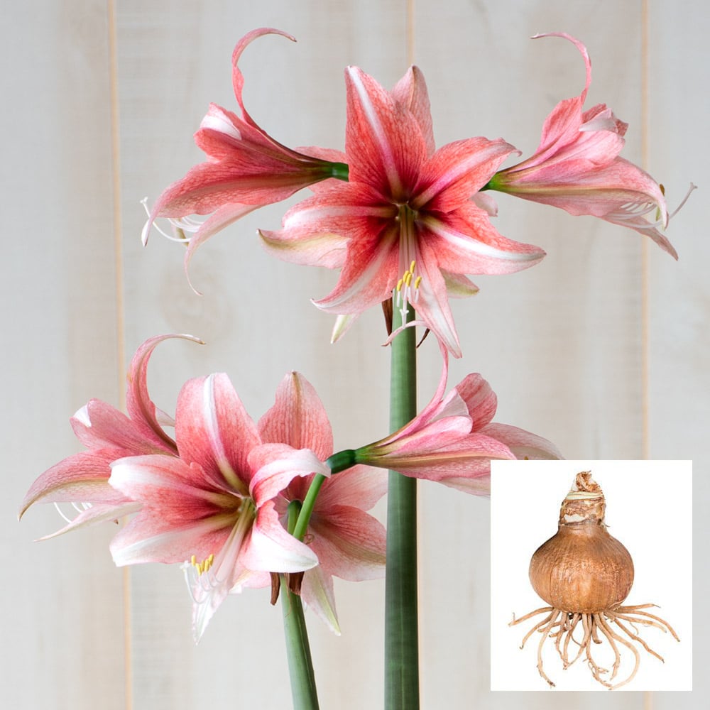 Amaryllis 'Sweet Lillian' Bulb