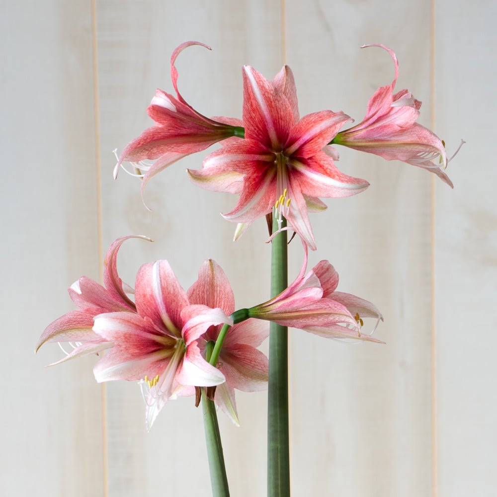 Amaryllis 'Sweet Lillian'