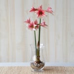  Amaryllis 'Sweet Lillian'