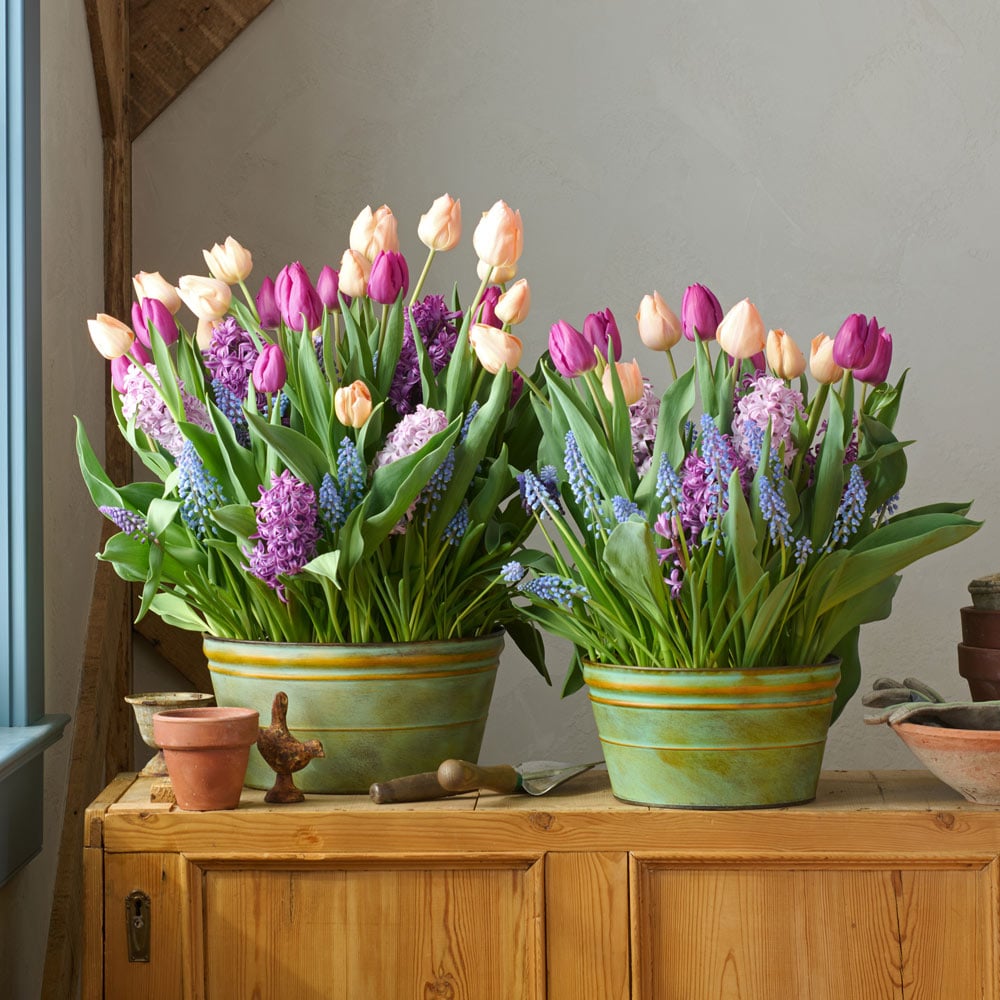 April Morning Bulb Garden