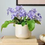  Cape Primrose 'Blue Ice' in cream ceramic cachepot