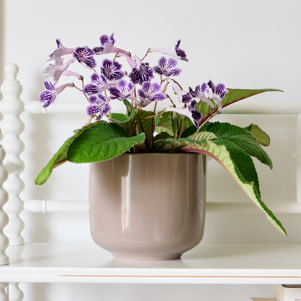 Cape Primrose 'Grape Ice' in taupe ceramic cachepot