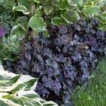  Heuchera 'Obsidian'