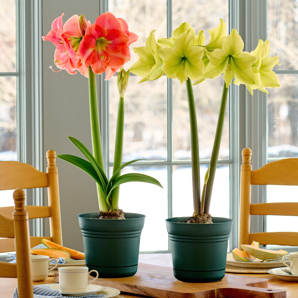 Caribbean Colors Amaryllis Duo