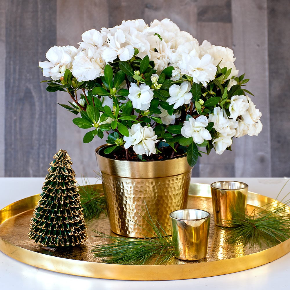 Azalea 'Honesty' in golden metal cachepot