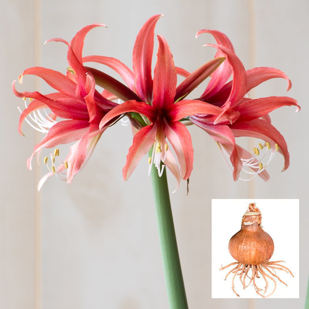 White Flower Farm Amaryllis