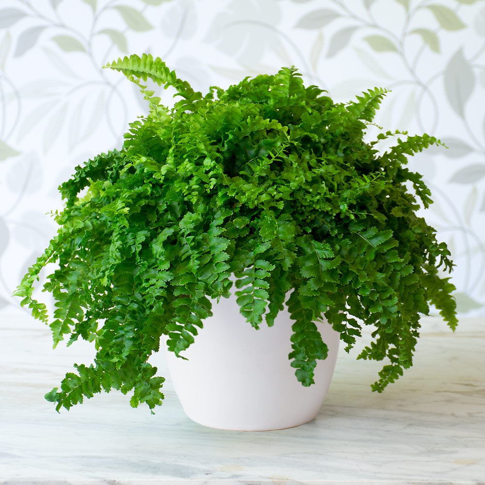 Boston Fern 'Dallas' 