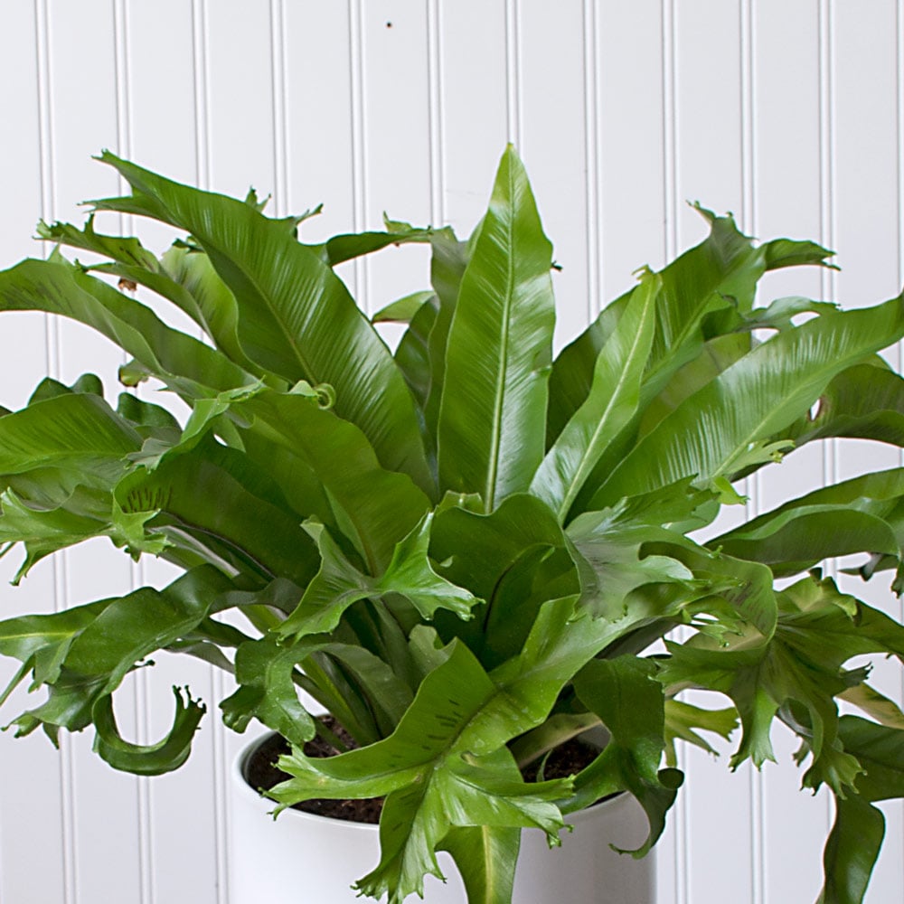 Bird's Nest Fern 'Crissie' | White Flower Farm