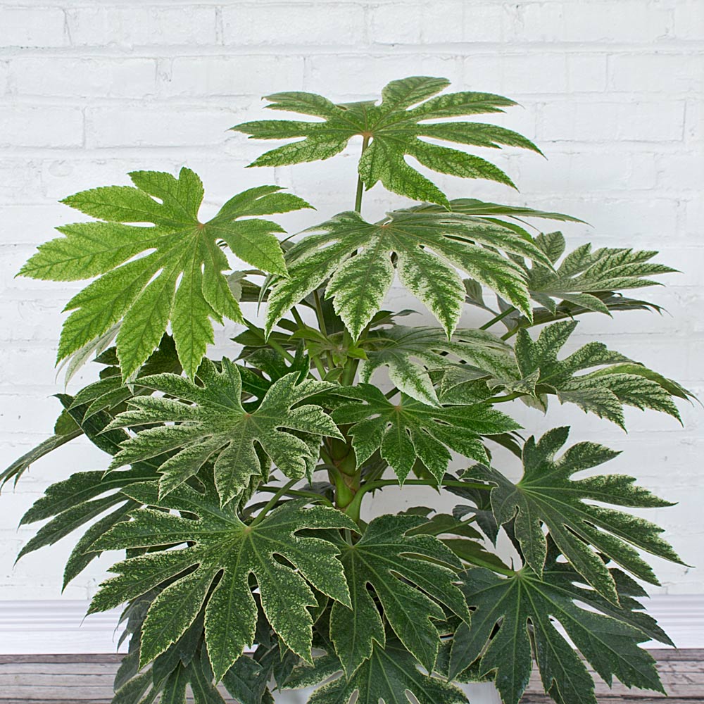 Japanese Aralia 'Spider's Web'