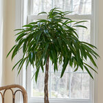 Banana-Leaf Fig | White Flower Farm