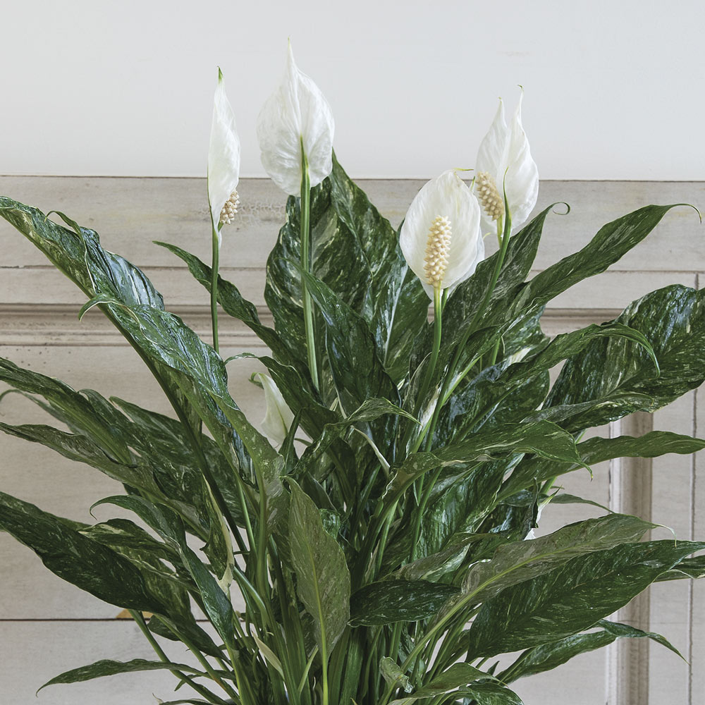 Peace Lily 'Domino'