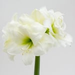  Amaryllis 'Alfresco'