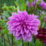  Dahlia 'Lilac Time'