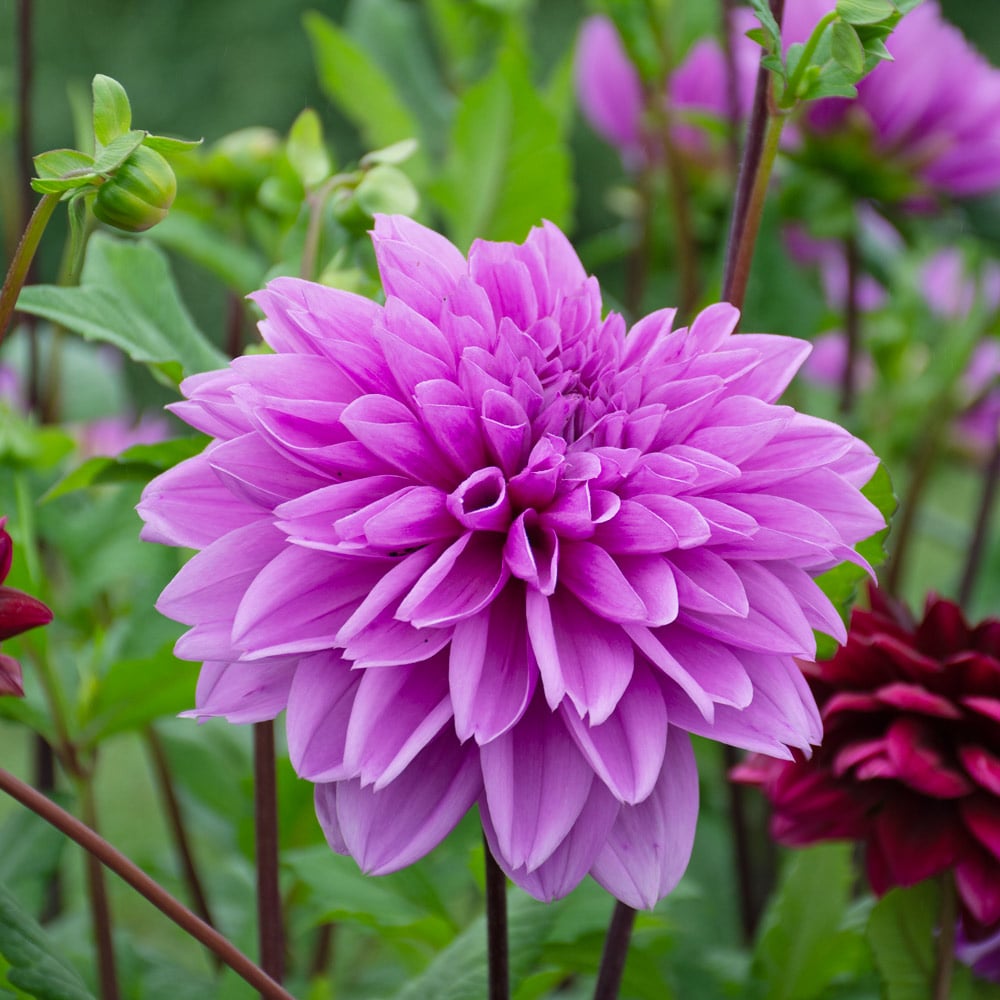 Dahlia 'Lilac Time'