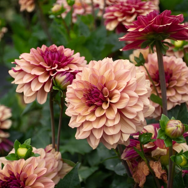 Dahlia 'Crème de Cognac' | White Flower Farm