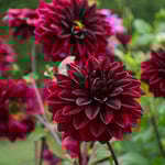  Dahlia 'Sam Hopkins'