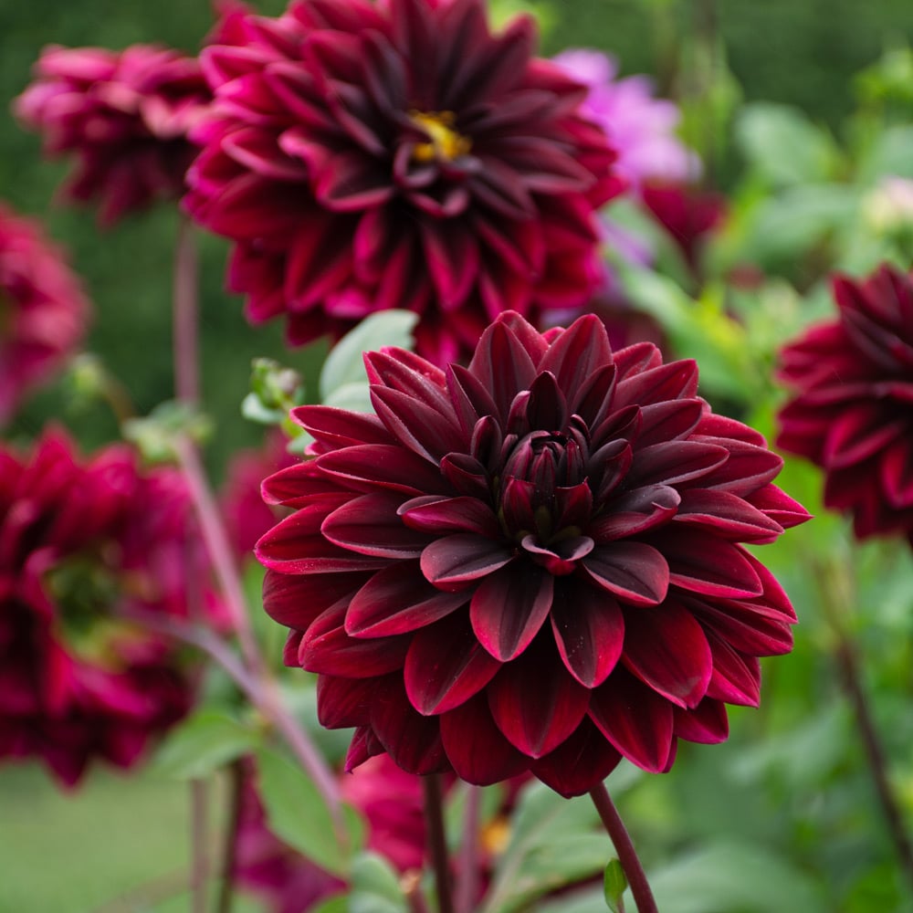 Dahlia 'Sam Hopkins'