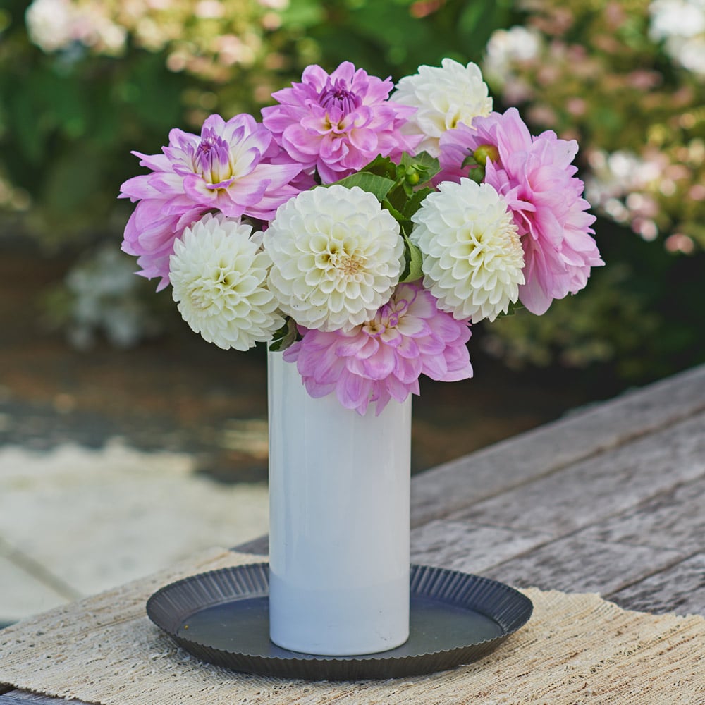 Sugar Frosted Dahlia Duo