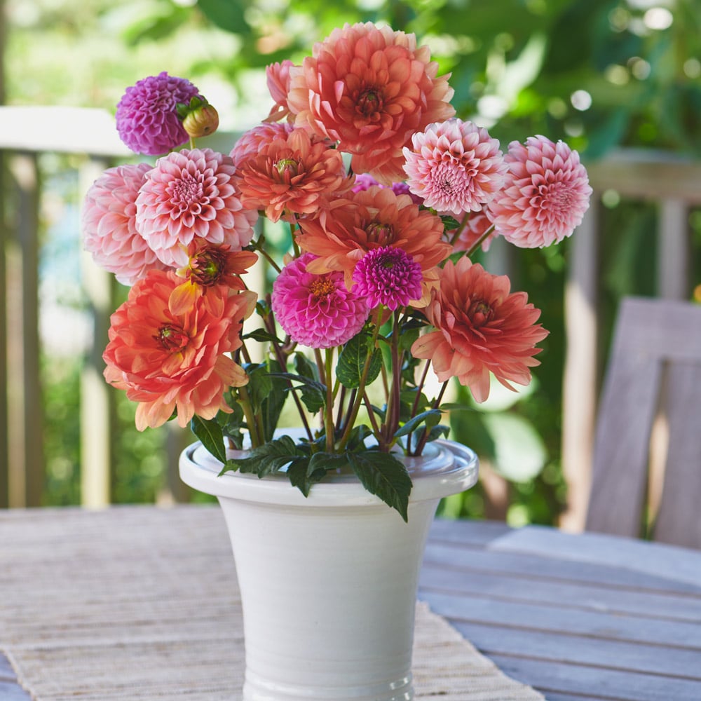 Summer Jubilee Dahlia Collection