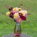  Summer Romance Dahlia Collection