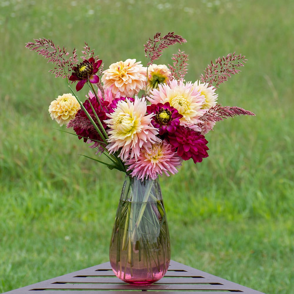 Summer Romance Dahlia Collection