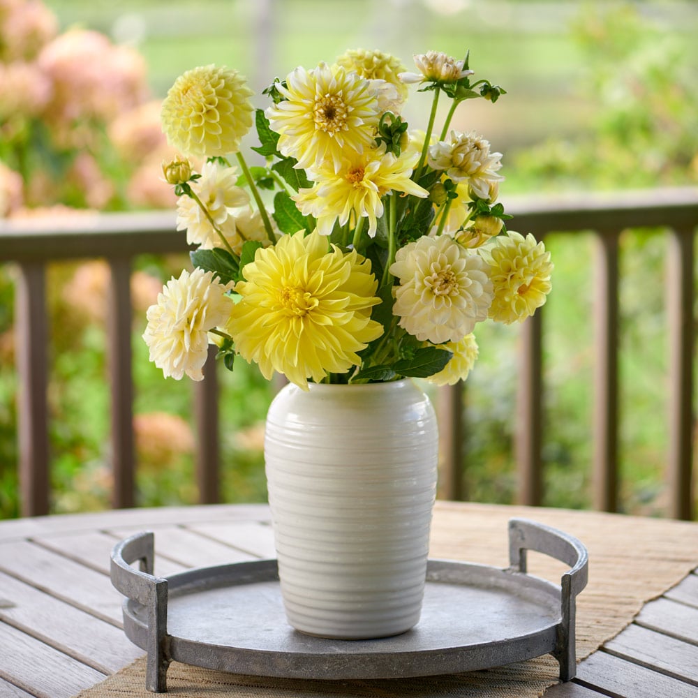 Let It Shine Dahlia Collection