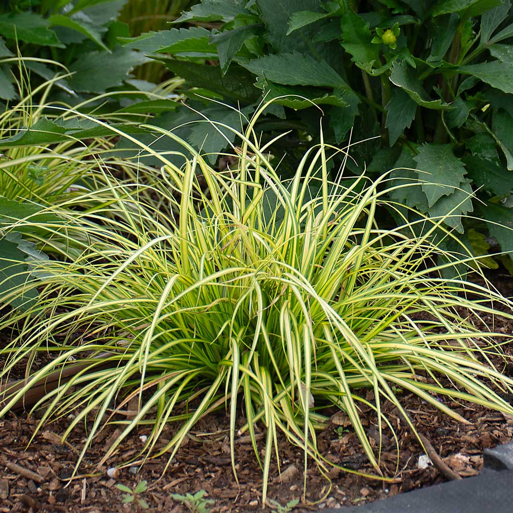 Carex oshimensis EverColor® 'Eversheen,' 1 quart