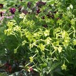 Nicotiana
