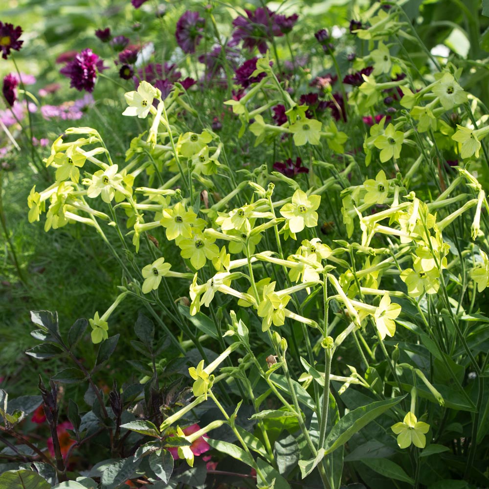 Nicotiana 'Lime Green'