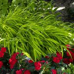  Hakonechloa macra 'All Gold'