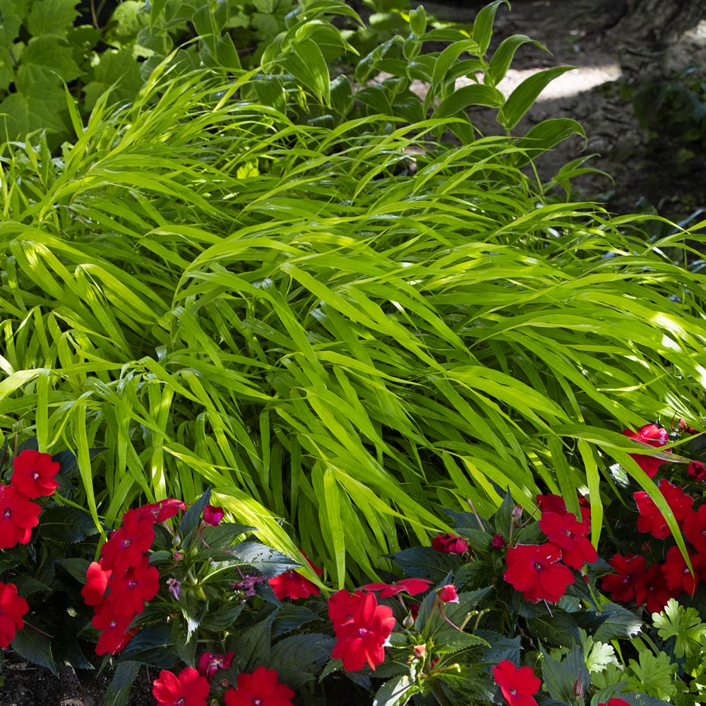 Hakonechloa macra 'All Gold'