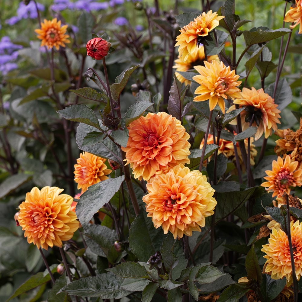 Dahlia 'David Howard'