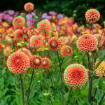  Dahlia 'Cornel Bronze'