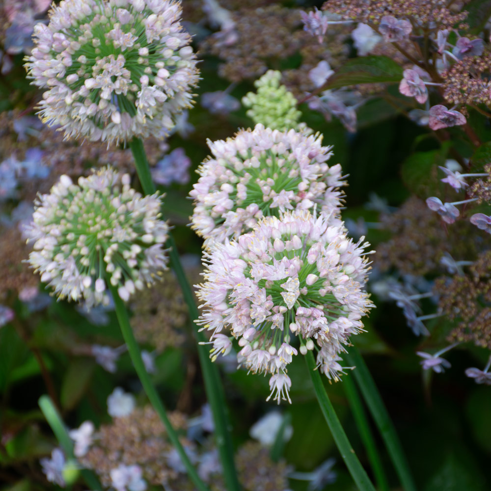 Allium 'Bubble Bath' White Flower Farm