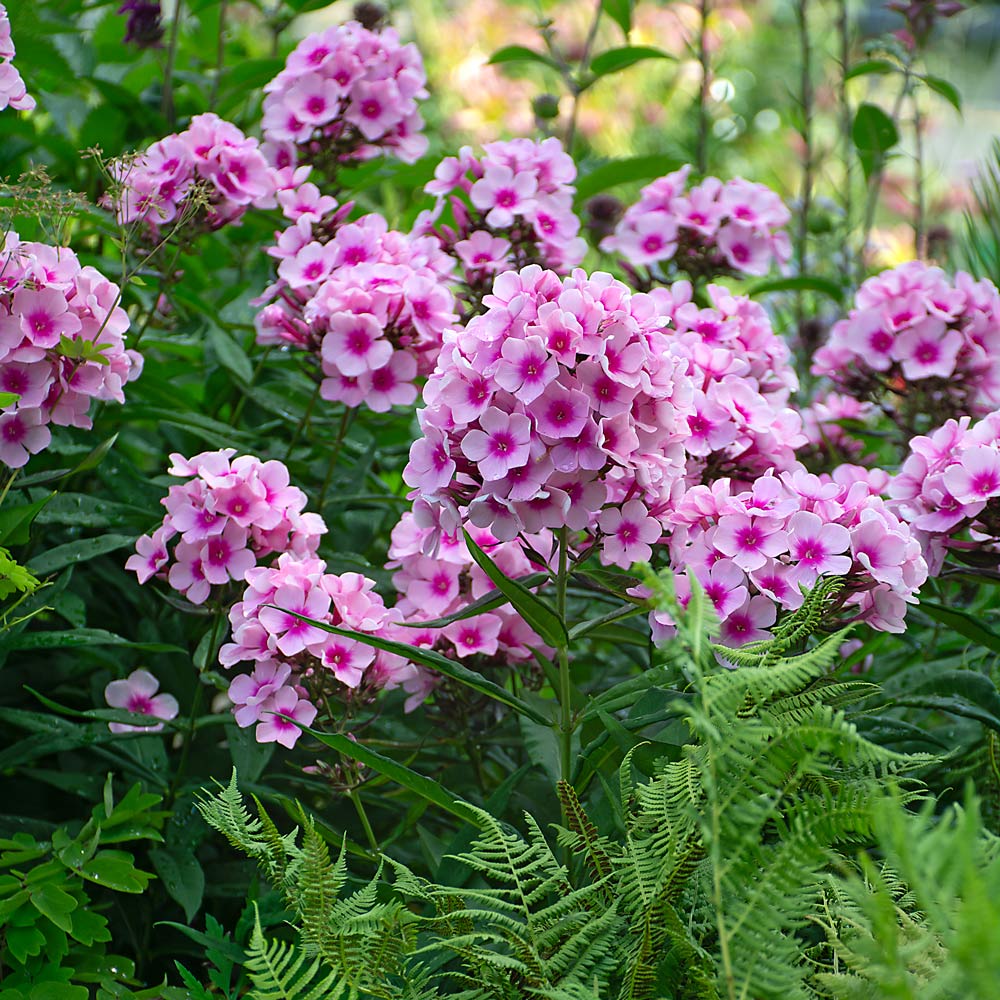 Phlox paniculata 'Bright Eyes'