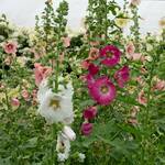  Alcea Perennial Singles