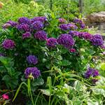  Hydrangea macrophylla Color Fantasy®