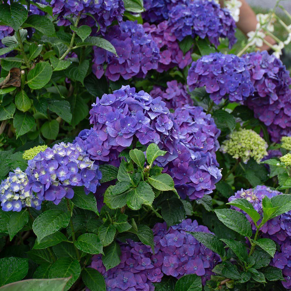 Hydrangea macrophylla Endless Summer® Summer Crush® | White Flower
