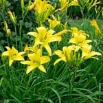  Hemerocallis (Daylily) 'Hyperion'