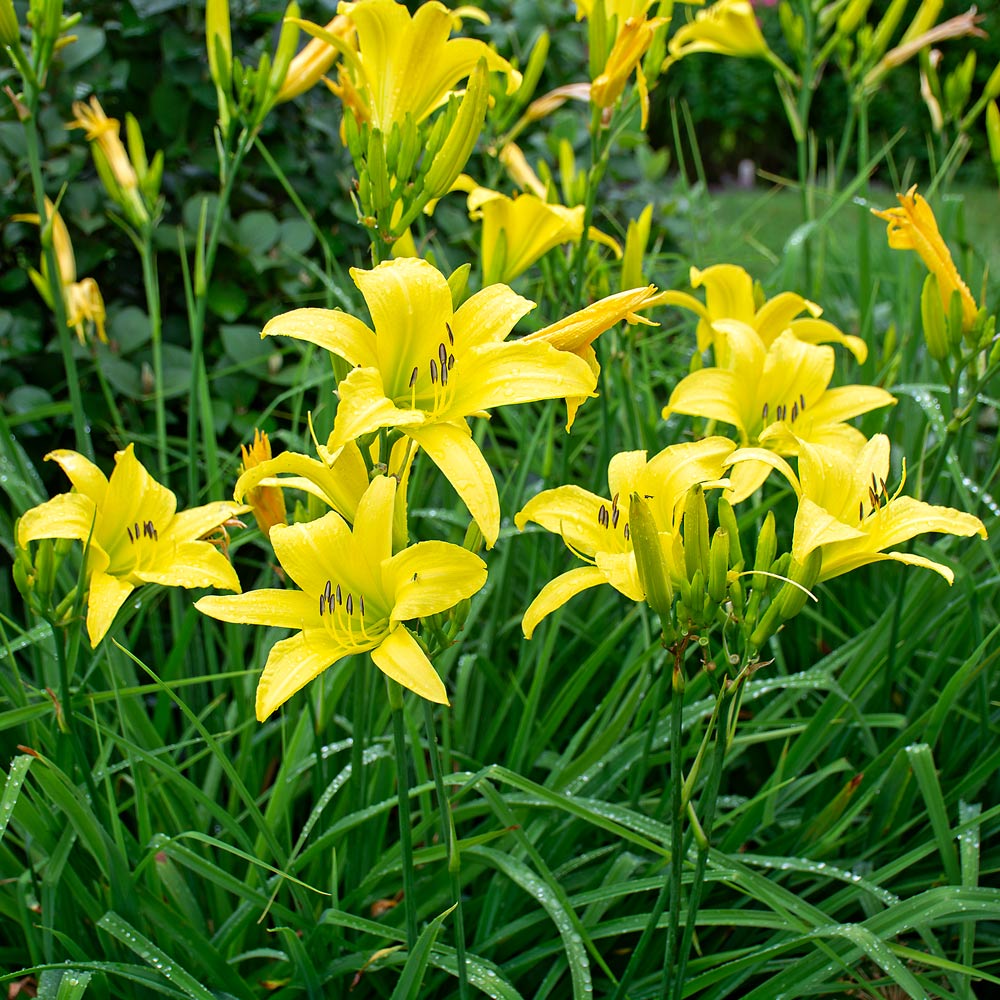 Hemerocallis (Daylily) 'Hyperion'