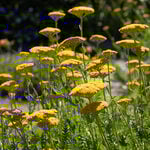  Achillea filipendulina 'Gold Plate'