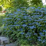  Hydrangea serrata 'Blue Billow'